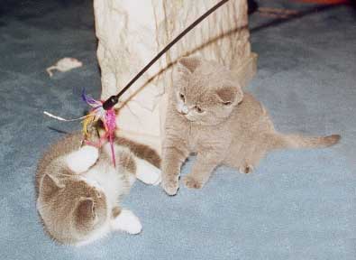 Buffy und Baloo Januar 2004